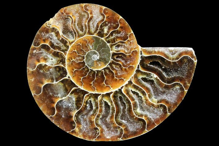 Bargain, Cut & Polished Ammonite Fossil (Half) - Madagascar #162166